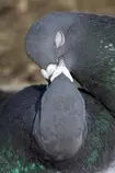 tumblr_mxuqioJZoc1r0wrmjo1_400.jpg