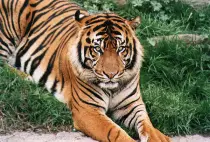 bengal.jpg