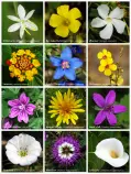 flower-types.jpg
