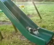 upp.gif
