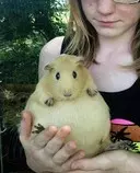 img/pixi.jpg