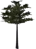HTML/Tree.png