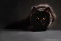 MOD2/img/cat.jpg