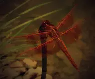 MOD2/img/dragonfly.jpg