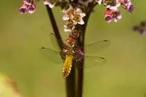 MOD2/img/dragonfly2.jpg