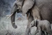 MOD2/img/elephants.jpg