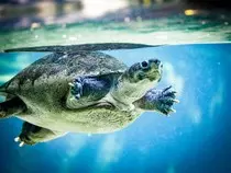 MOD2/img/turtle.jpg