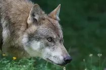MOD2/img/wolf.jpg