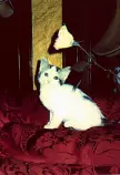 images/lily.jpg