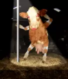 images/pole.gif