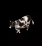 images/running.gif