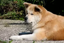 Akita_Inu.jpg