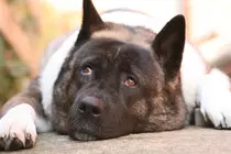 japaneseakita.jpg