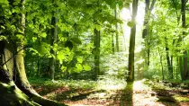 Forest.jpg