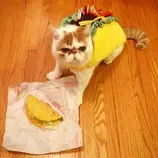 tacocat.jpg