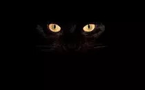 edimg/gato-negro.jpg