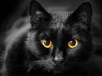 edimg/gatos2.jpg