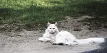 modulo2/gato1.jpeg