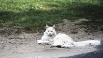 modulo2/gato2.jpeg