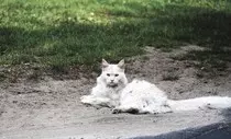 modulo2/gato3.jpeg
