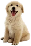 Sources/PAN/puppy.png