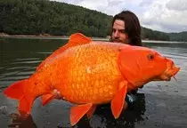 img/goldfish-500x342.jpg