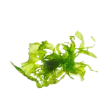 Algae.png