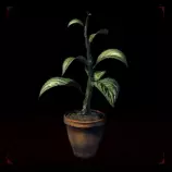 items/herb.jpg