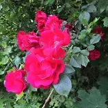 FLOWER.jpg