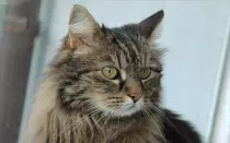cat.gif