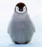 penguin.jpg