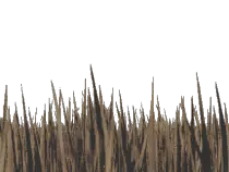 lily_grass.gif