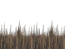 lily_grass_bg_1.gif