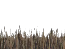 lily_grass_bg_2.gif