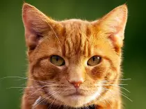Images/140272627-grooming-needs-senior-cat-632x475.jpg