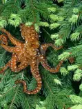 img/treeocto.jpg