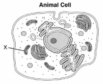 Science/7th/u3/image003.png