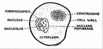 Science/7th/u3/image008.gif