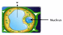 Science/7th/u3/image009.png