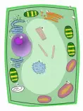 Science/7th/u3/image011.jpg