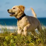 resources/dog5.jpg