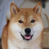 resources/dog6.jpg