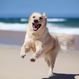 resources/dog7.jpg