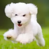resources/dog8.jpg