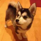 resources/dog9.jpg
