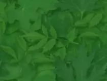 leaves.jpg