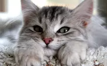gato1.jpg