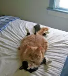 gato2.jpg