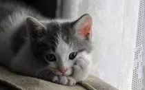 gato3.jpg