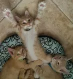 gato4.jpg
